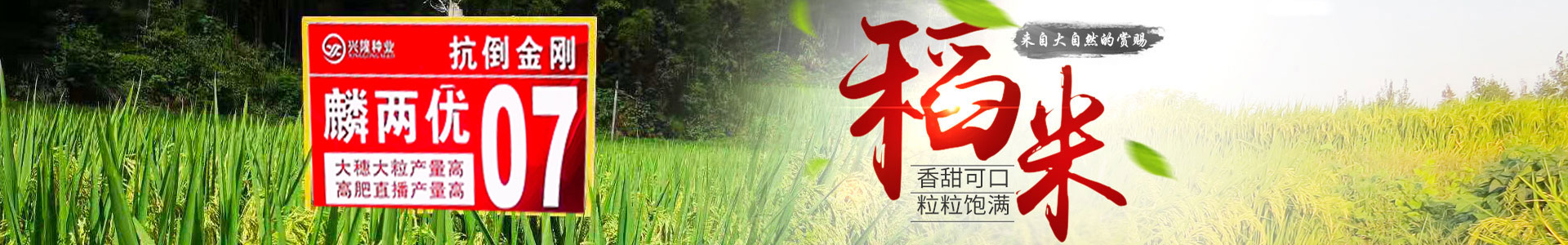 湖南凯发网站种业有限公司_长沙稻谷种植与销售|长沙农作物品种的选育